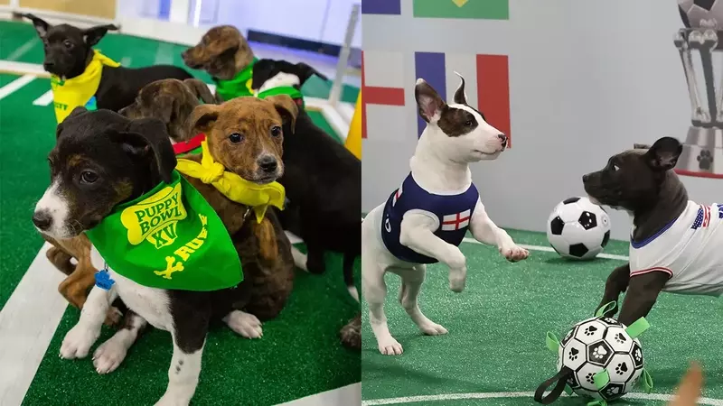 LG Channels Unveils "World Pup" Soccer Series, Championing Rescue Animals