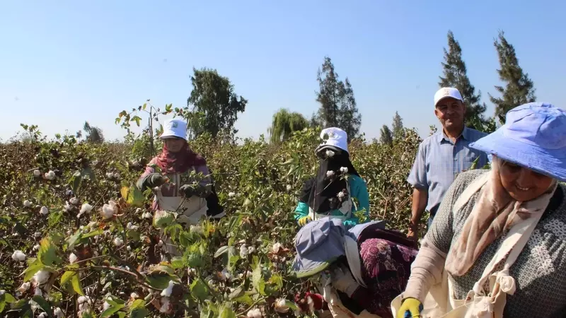 Egyptian Cotton: Weaving a Future of Traceability and Sustainability