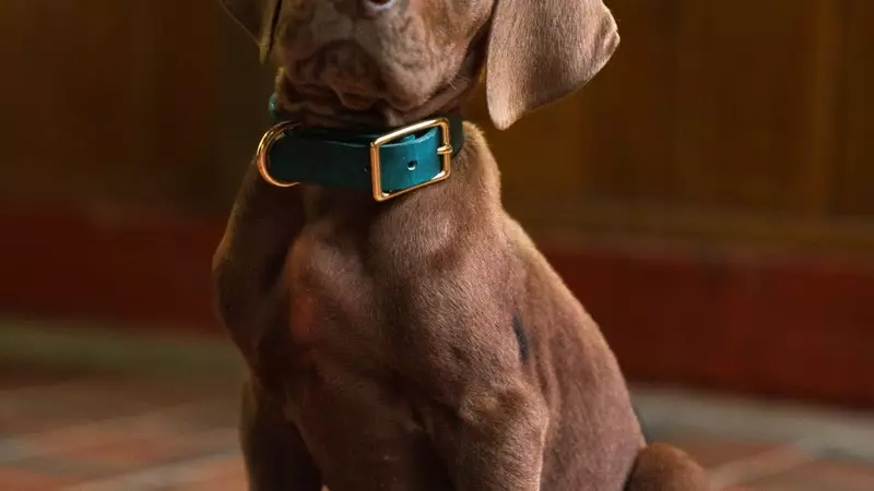 Online Debate Over Scooby-Doo's Appearance in New Live-Action Series