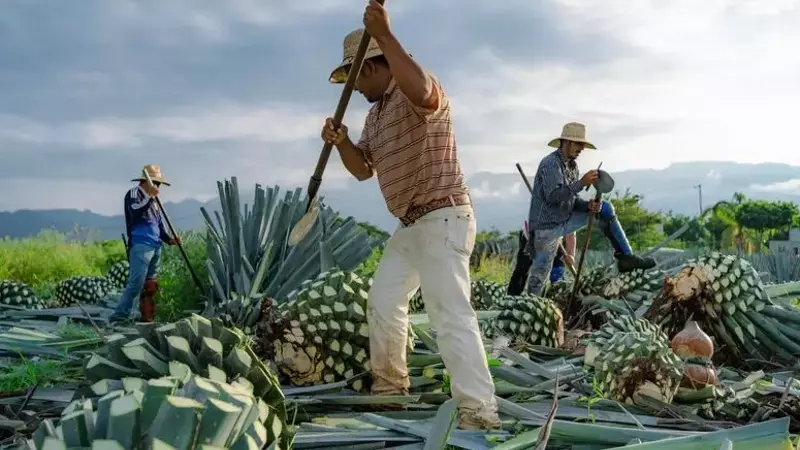 The Enhanced Paloma: A Refreshing Tequila Cocktail