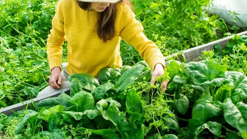 Extend the Shelf Life of Spinach for Enhanced Health Benefits