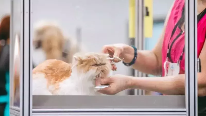 Petco's Strategic Revival: A Promising Prospect for Value Investors