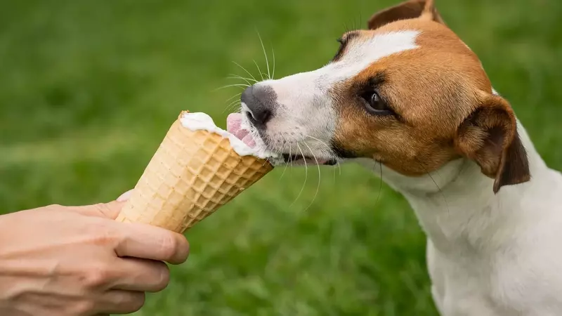 Gelato per Cani: Delizia Inoffensiva o Strategia di Marketing?