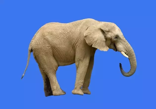 The Overlooked Elephant in the BDC Sector: Income Risk Beyond Credit Concerns