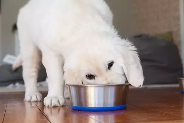 Chewy: Cyclical Challenges, Long-Term Growth Potential