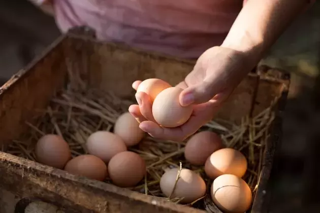 Cal-Maine Foods: A Resilient Investment Amidst Shifting Egg Market Dynamics