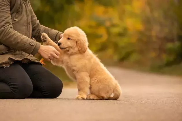 Chewy: Strong Growth, Undervalued Prospects