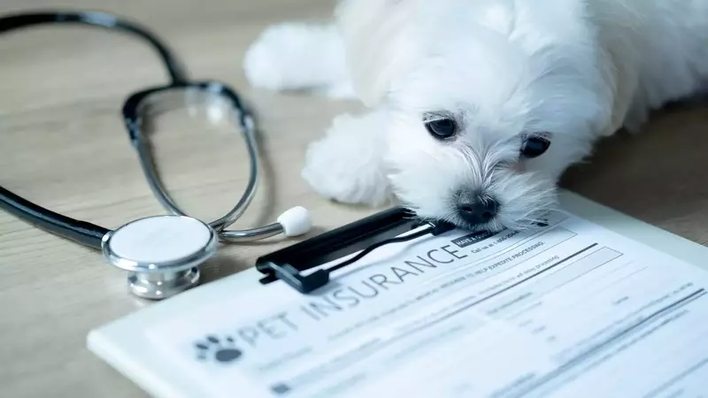 Pet Insurance Industry Achieves Record Growth in Q1