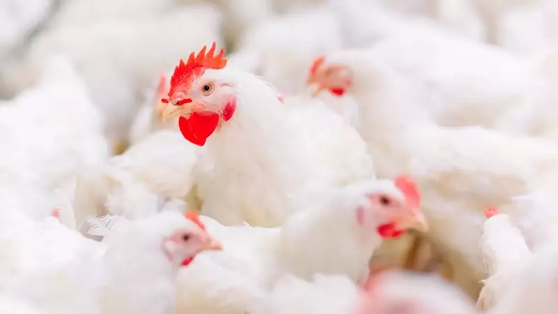 Polli e Antibiotici: Sfatare Falsi Miti sull'Allevamento