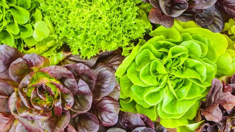 Allarme Cyclospora: Quasi 7000 Casi Negli USA, Lattuga e Insalate Sotto Accusa