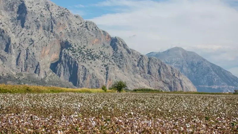 The European Cotton Revival: A Sustainable Luxury Trend