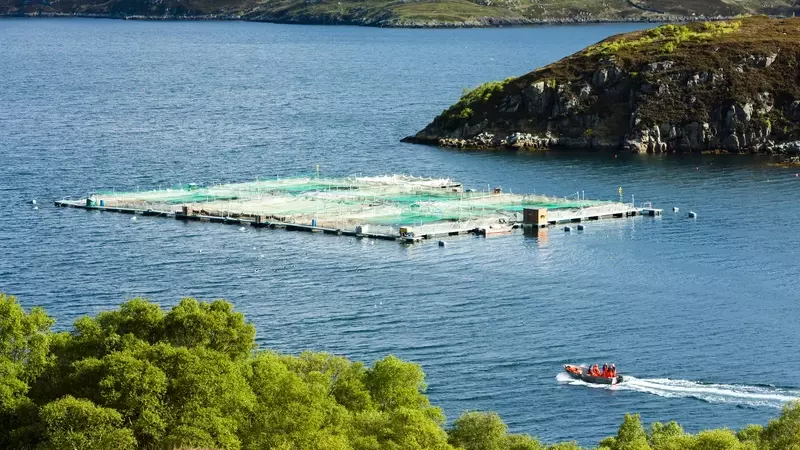 Aumento dell'Uso di Formaldeide e Violazioni Ambientali Negli Allevamenti di Salmone Scozzesi