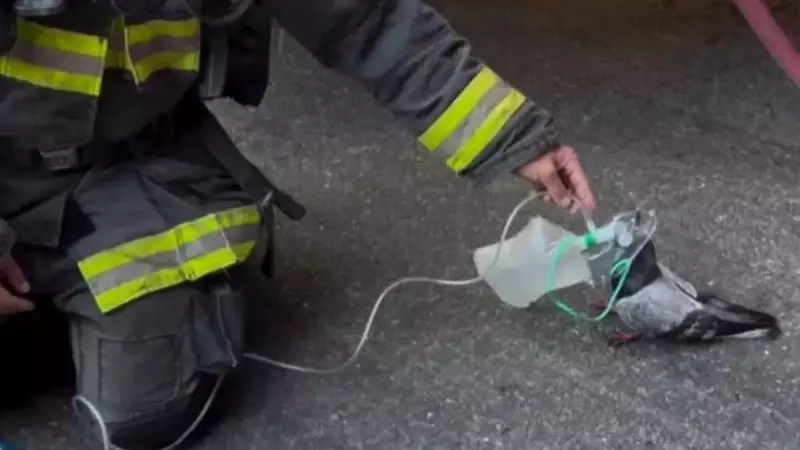 Salvataggio Straordinario: Vigili del Fuoco Salvano un Piccione Intossicato dal Fumo