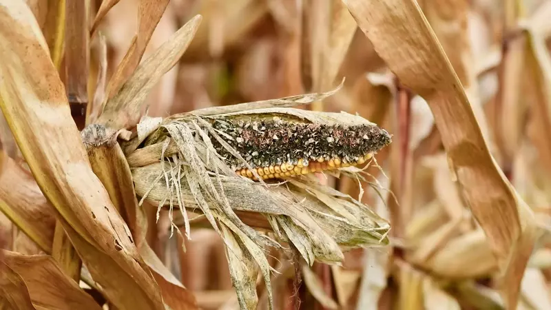 Cambiamento Climatico: Un Prezzo Elevato per Cibo di Minore Qualità