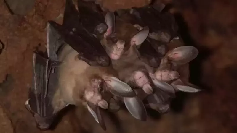 Il Lato Tenero dei Pipistrelli: Abbracci, Giochi e Cure Familiari Rivoluzionano la Nostra Percezione
