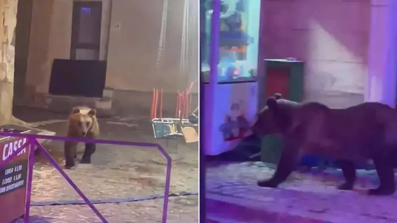 Orso bruno marsicano in Abruzzo: coesistenza e precauzioni