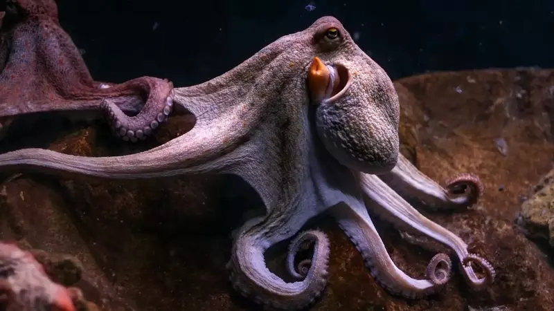 L'anima del polpo: una nuova prospettiva sui cefalopodi