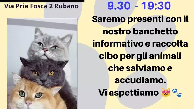 Iniziativa di Solidarietà per i Felini Bisognosi a Rubano