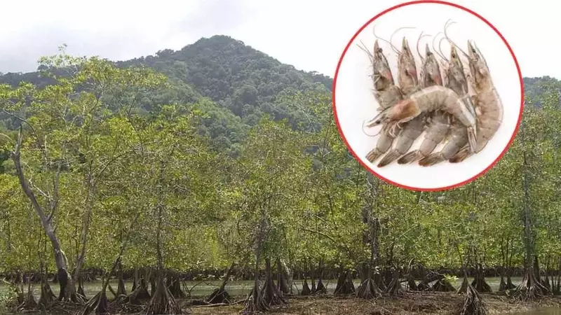 L'Industria dei Gamberetti Minaccia le Mangrovie dell'Ecuador: Un Conflitto Ambientale Crescente