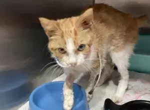 Appello per Soffio: Un Gatto Coraggioso in Cerca di Aiuto a Siena