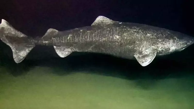 Addio al misterioso squalo artico: un gigante centenario si arena in Irlanda