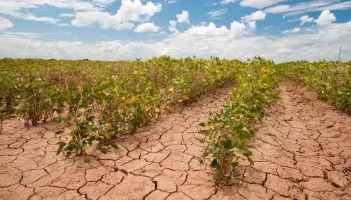 Danni da Siccità: L'Agricoltura Torinese Affronta Perdite Milionarie e Richiede Interventi Urgenti