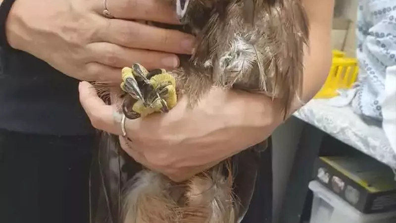 Rapace salvato a Genova: la resilienza della natura di fronte agli eventi climatici estremi