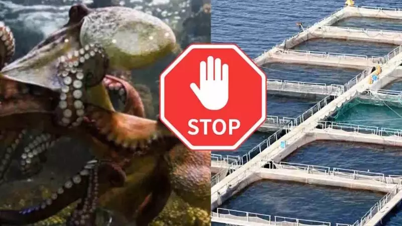 Cresce il successo della campagna ambientalista: La Nueva Pescanova abbandona l'allevamento di polpi