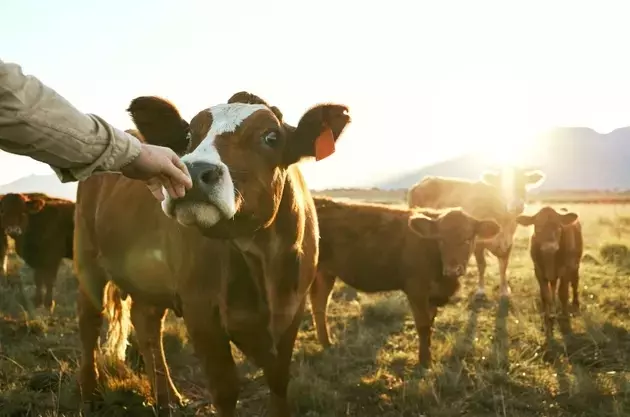 ImmuCell's First Defense Product: Driving Growth in Animal Health