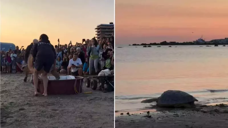 Il ritorno trionfante di Ulisse: una tartaruga marina salvata e liberata
