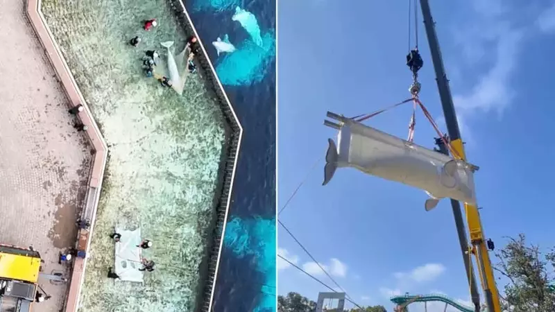 Trasferimento Senza Precedenti: Il Viaggio Aereo dei Beluga di Marineland Verso Nuove Case