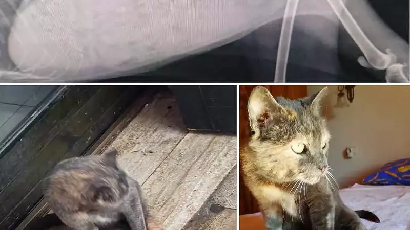 Penelope, la gatta paralizzata di Arezzo, trova finalmente una casa amorevole grazie all'intervento di ENPA