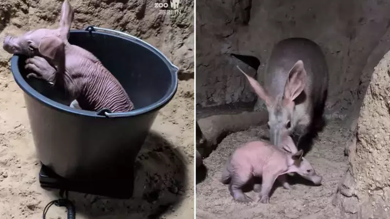 La Nascita di un Oritteropo allo Zoo di Berlino: una Celebrazione Agrodolce della Vita in Cattività