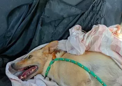 Appello per Ares: Aiutiamo il Cagnolino a Sconfiggere l'Epilessia