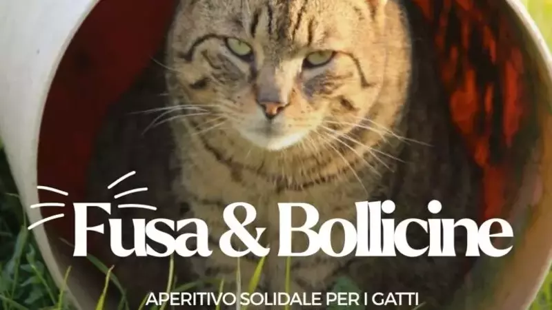 "Fusa &amp; Bollicine": Un Evento di Beneficenza a Pistoia per i Gatti Bisognosi