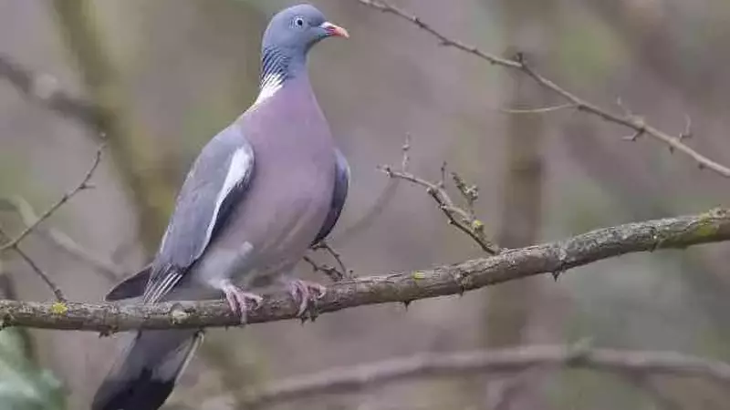 Sospesa la Caccia al Colombaccio in Piemonte: Vittoria per le Associazioni Animaliste
