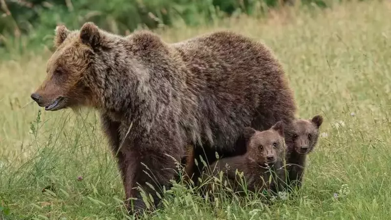 Gabbietta, la figlia di Amarena, avvistata con i suoi cuccioli in Abruzzo: una nuova speranza per gli orsi marsicani