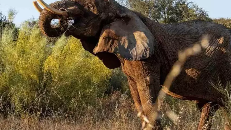 Julie, l'elefante del circo portoghese, finalmente libera in un santuario di 400 ettari