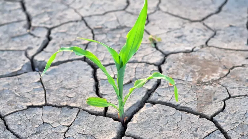 Crisi Climatica: Impatto su Agricoltura Globale e Sicurezza Alimentare