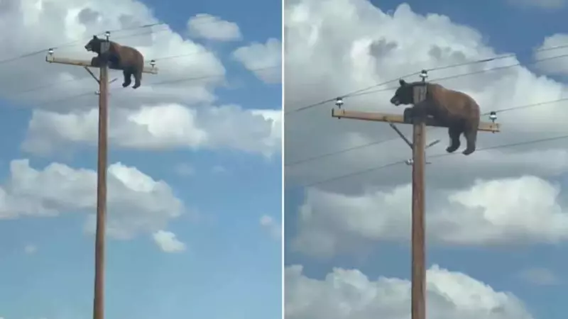 Tragico Incidente: Orso Muore Elettrocutato su un Palo della Luce nel New Mexico