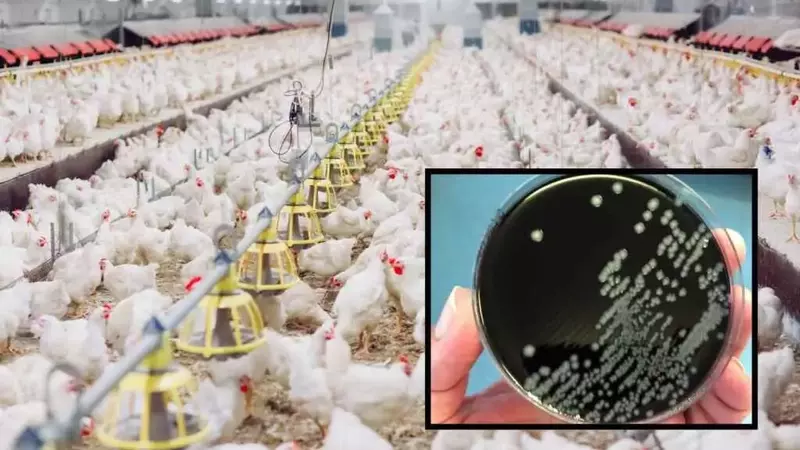 Allevamenti intensivi di polli e la crescente minaccia del batterio Campylobacter