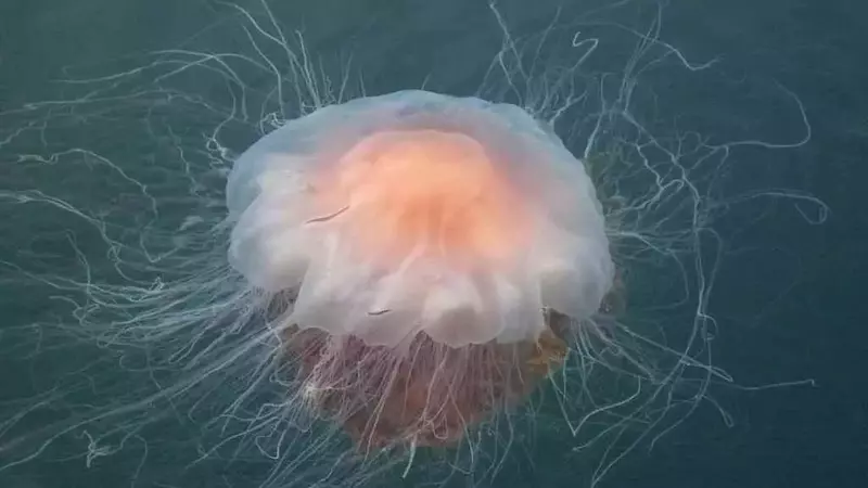 La Medusa Criniera di Leone: Un Gigante Marino Sotto i Riflettori a Cape Cod