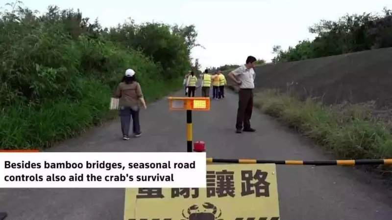 Ponti di Bambù a Taiwan: Un Successo Ecologico per i Granchi Migratori