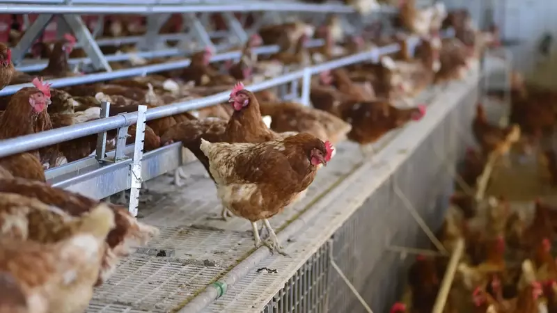 L'illusione delle galline 'allevate a terra' e la cruda realtà degli allevamenti multi-piano