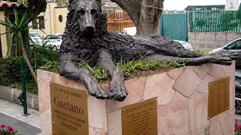 Gaetano: L'Eroe a Quattro Zampe di Lentini