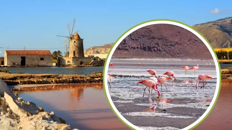 Nascita Storica di Fenicotteri Rosa nelle Saline di Trapani: Un Trionfo della Biodiversità