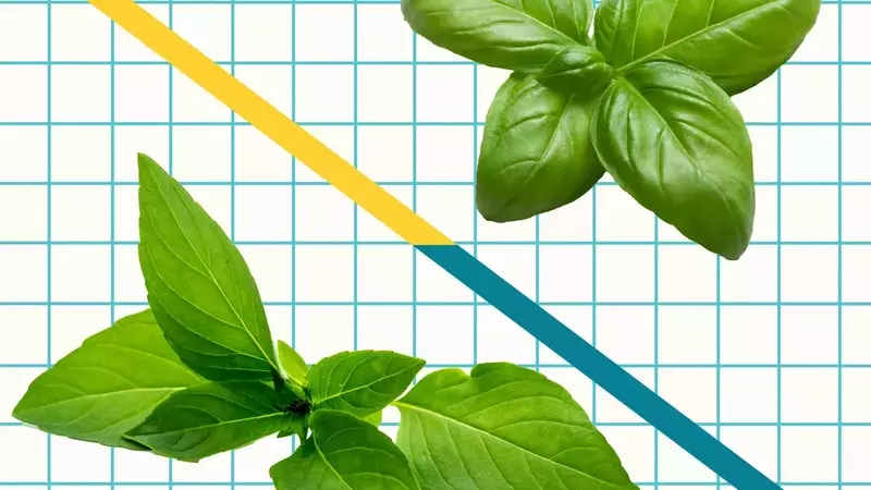 Unveiling the Distinctive Characteristics of Italian Sweet Basil and Thai Basil in Culinary Arts
