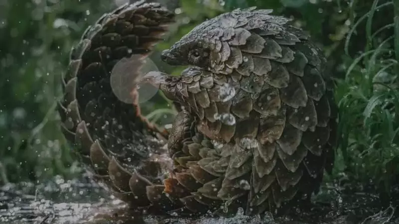 Il Trionfo del Pangolino: Un Docufilm Premiato Illumina il Commercio Illecito di Animali Selvatici