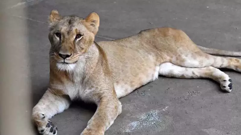 Tragedia nello Zoo di Tokyo: Leoni Vittime del Caldo Estremo e Prigionia