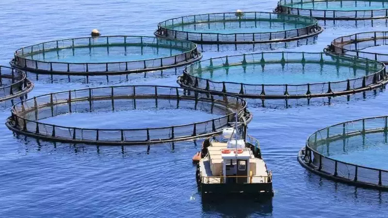 Acquacoltura: Una Soluzione Insufficiente per la Salute degli Oceani, Secondo il Primo Studio Globale sul Settore Ittico